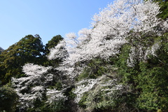 Prunus pendula ascendens