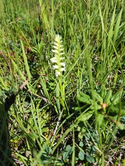 Spiranthes romanzoffiana