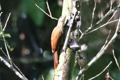Dendroplex picus