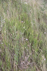 Cephalaria transsylvanica