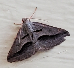 Digrammia subminiata