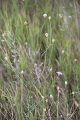 Cephalaria transsylvanica