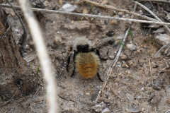 Dasymutilla magna