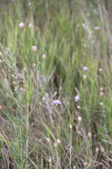 Cephalaria transsylvanica