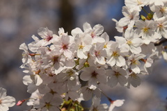 Prunus pendula ascendens