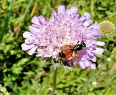 Andrena hattorfiana