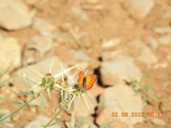 Lycaena asabinus
