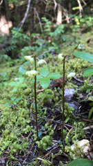 Pyrola chlorantha