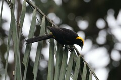 Icterus cayanensis