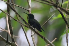 Anthracothorax nigricollis