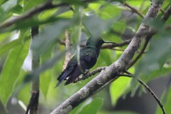 Anthracothorax nigricollis