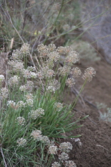 Allium denudatum