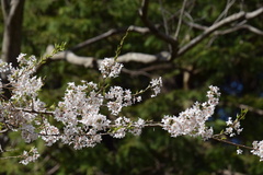 Prunus pendula ascendens