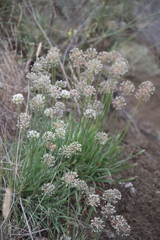 Allium denudatum