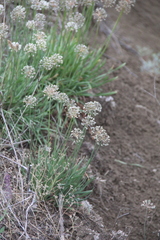 Allium denudatum