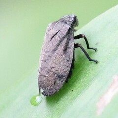 Zulia pubescens