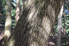 Prunus pendula ascendens