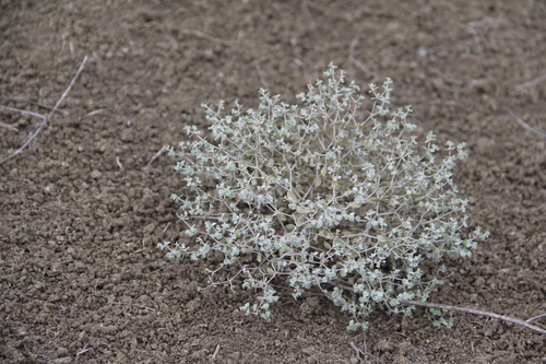 Euphorbia normannii