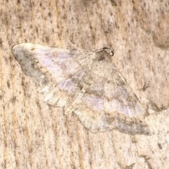 Digrammia ocellinata