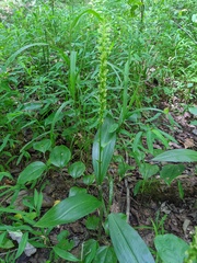 Platanthera flava