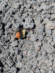 Bombus lapidarius decipiens