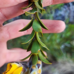 Podalyrieae