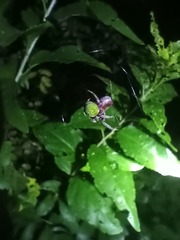 Araneus apricus