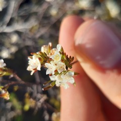 Lachnaea diosmoides