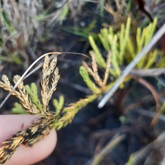 Lycopodium zanclophyllum