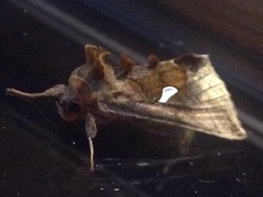 Autographa metallica