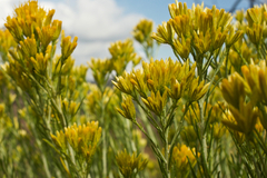 Ericameria nauseosa bernardina