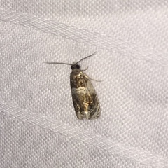 Olethreutes fasciatana