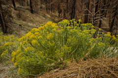 Ericameria nauseosa bernardina