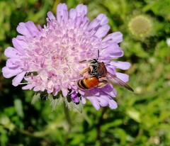 Andrena hattorfiana