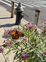 Danaus plexippus