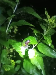 Araneus apricus