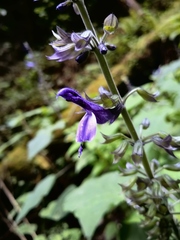 Salvia recurva