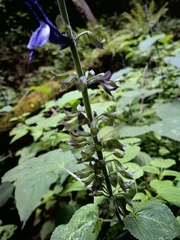Salvia recurva