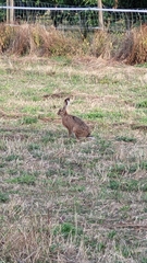 Lepus europaeus