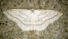 Scopula ancellata