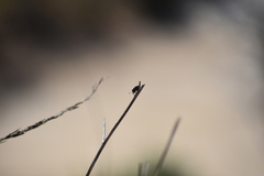 Murgantia histrionica
