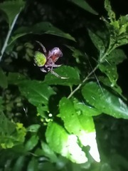Araneus apricus