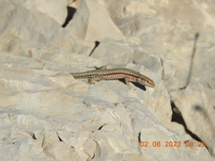 Phoenicolacerta kulzeri