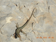 Phoenicolacerta kulzeri