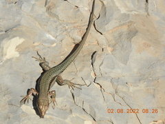 Phoenicolacerta kulzeri