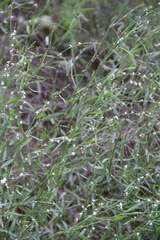 Polygonum patulum