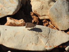 Pseudochazara pelopea