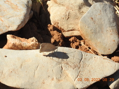 Pseudochazara pelopea