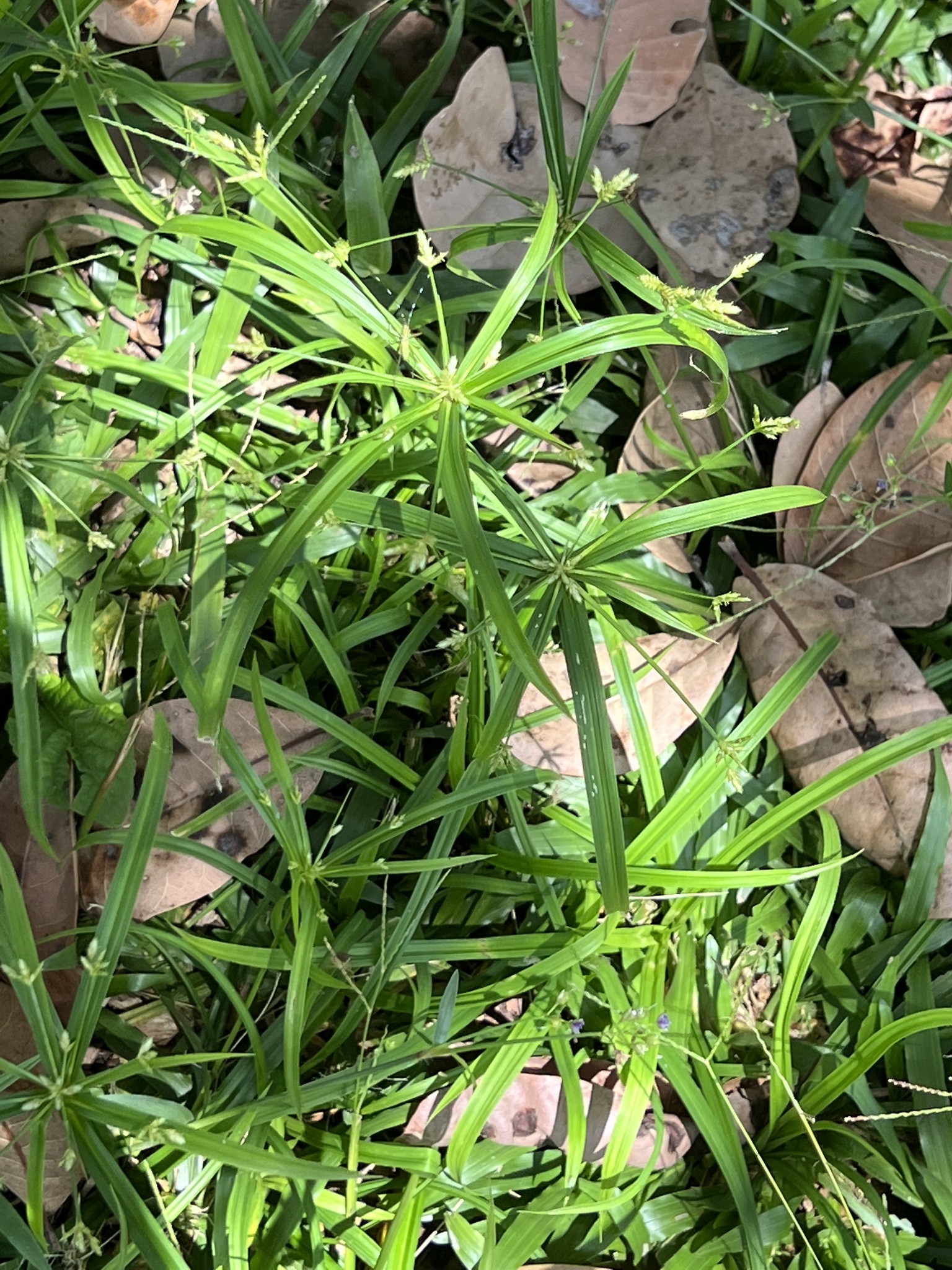 Cyperus laxus