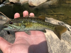 Micropterus coosae